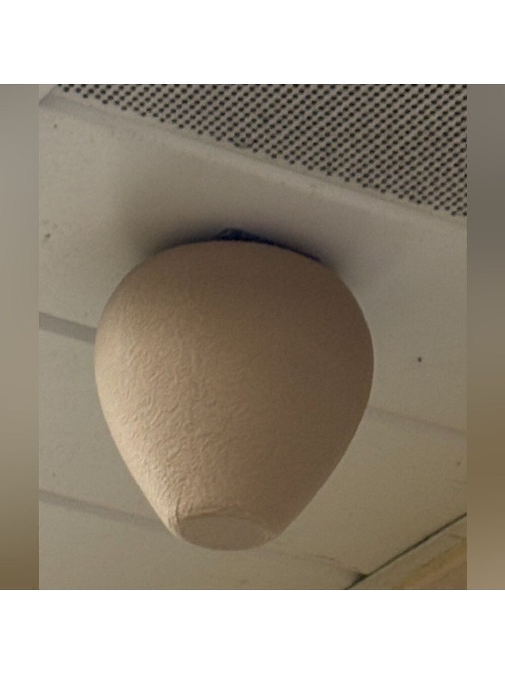 🐝 2-in-1 Wasp & Carpenter Bee Deterrent - 3D Printed Nest Decoy - Grey or Tan